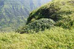 Supushpa scrobiculata